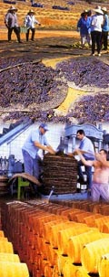 Pedro Ximenes de la Bodega Toro Albala